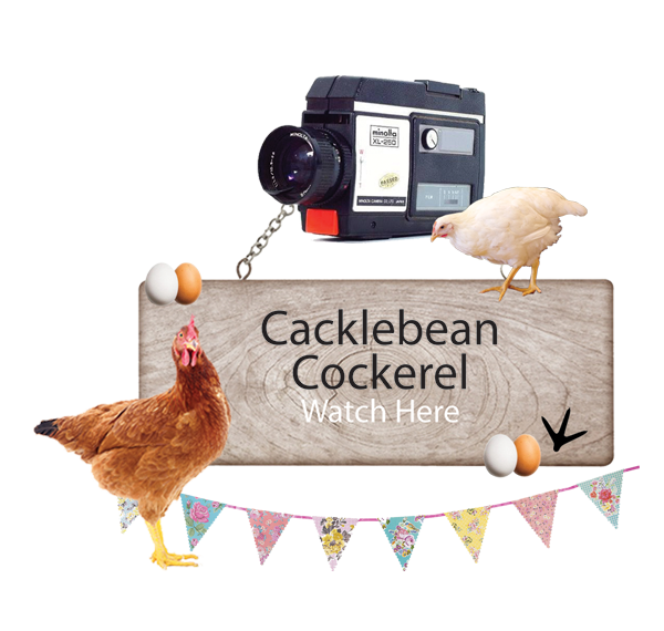 Cacklebean Cockerel Watch Here